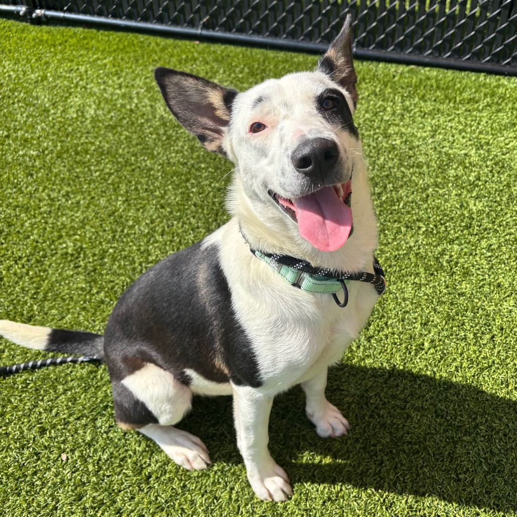 SUSHI - Mixed Breed (Medium) available for adoption