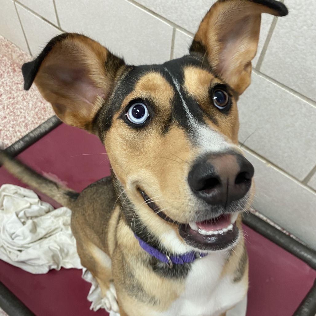 PIXIE - Shepherd / Husky available for adoption