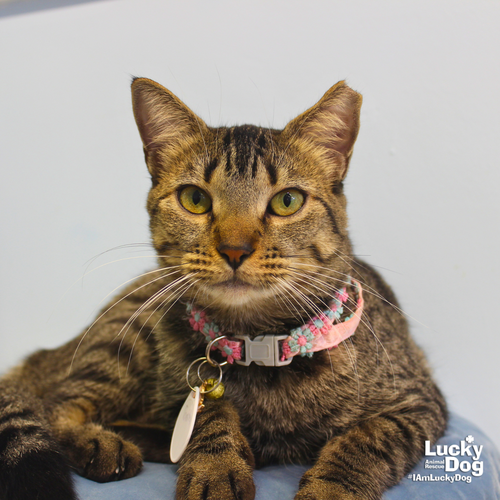 TONITA - Domestic Shorthair available for adoption