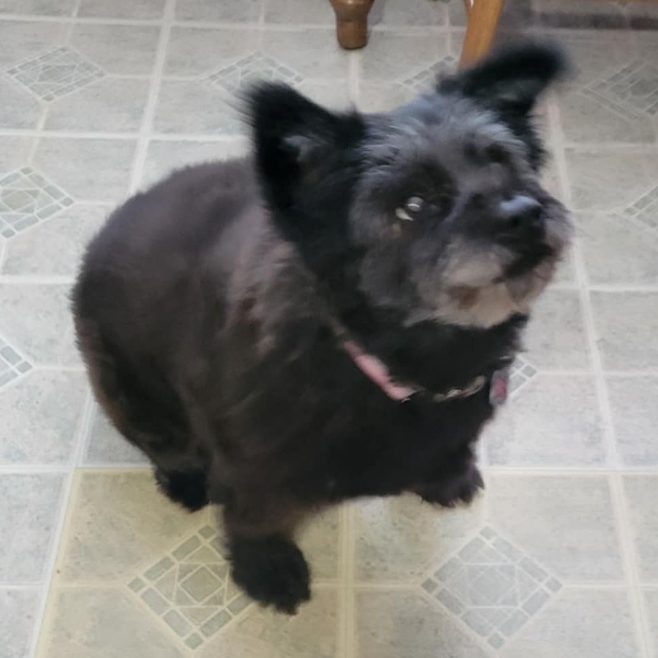Rags (fka Bala), photo 2