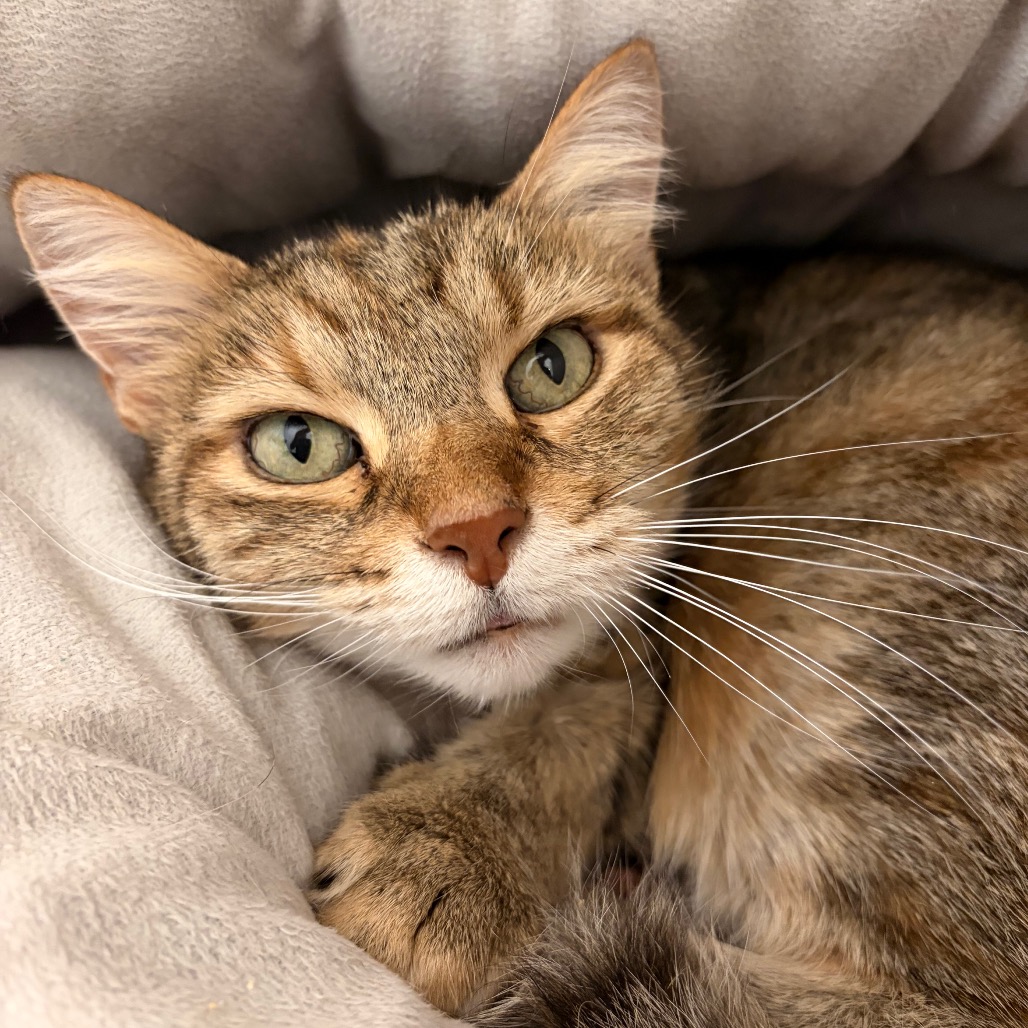 BESSY - Domestic Shorthair available for adoption