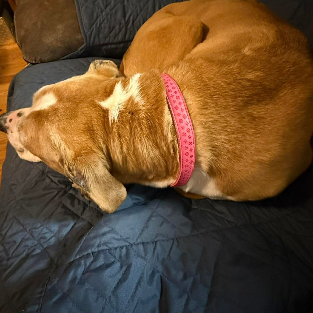 Cinnamon, photo 4 of 8