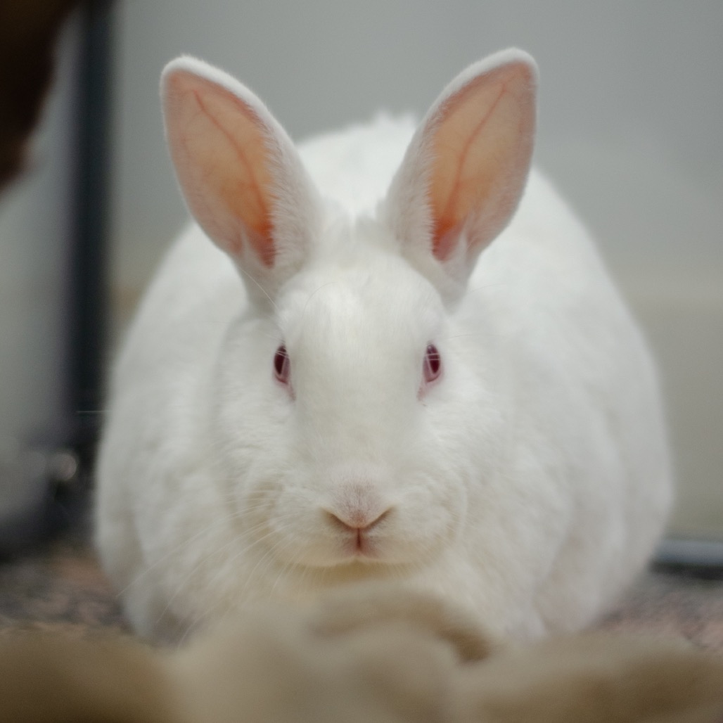 Constance is available for adoption at Georgia House Rabbit Society