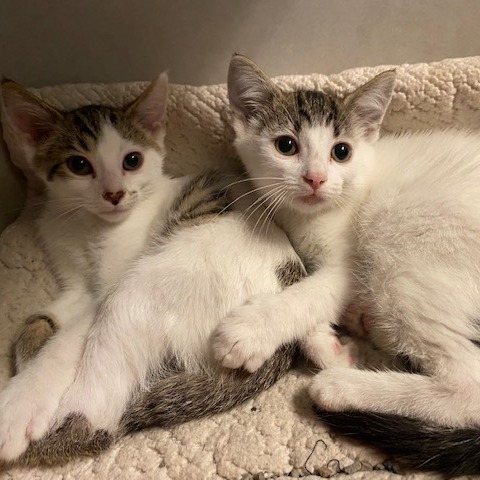 GALAXY - Domestic Shorthair available for adoption