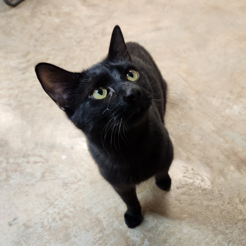 Guinness — thumbnail 3