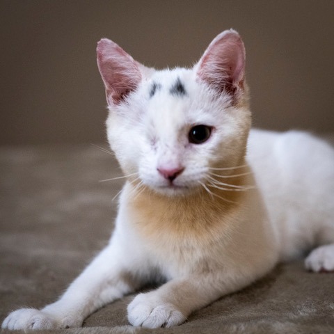 HOMER - Domestic Shorthair available for adoption