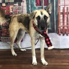 Photo of Samson