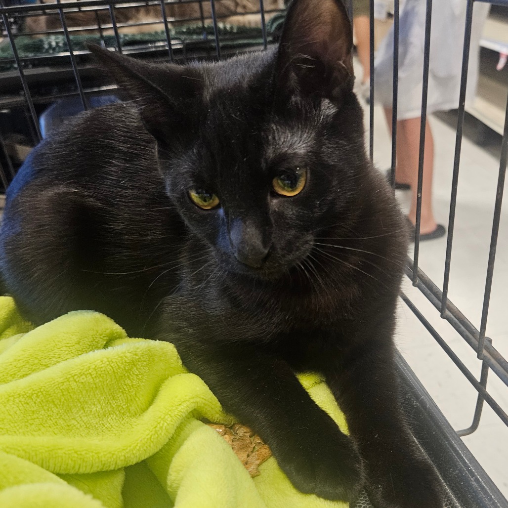 LETTUCE - Domestic Shorthair available for adoption