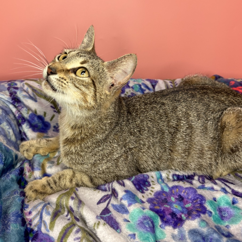 DOLLY - Domestic Shorthair available for adoption