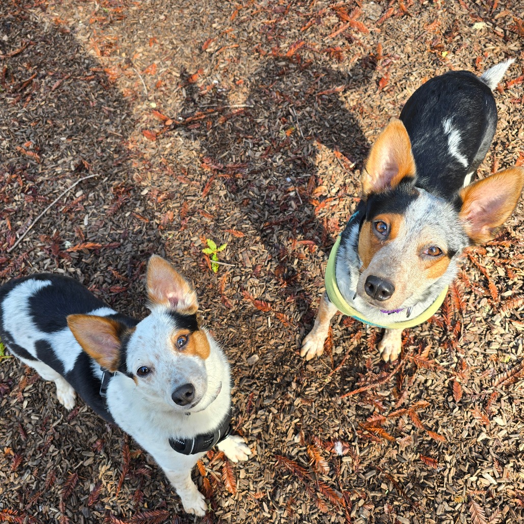 Peaches — thumbnail 5