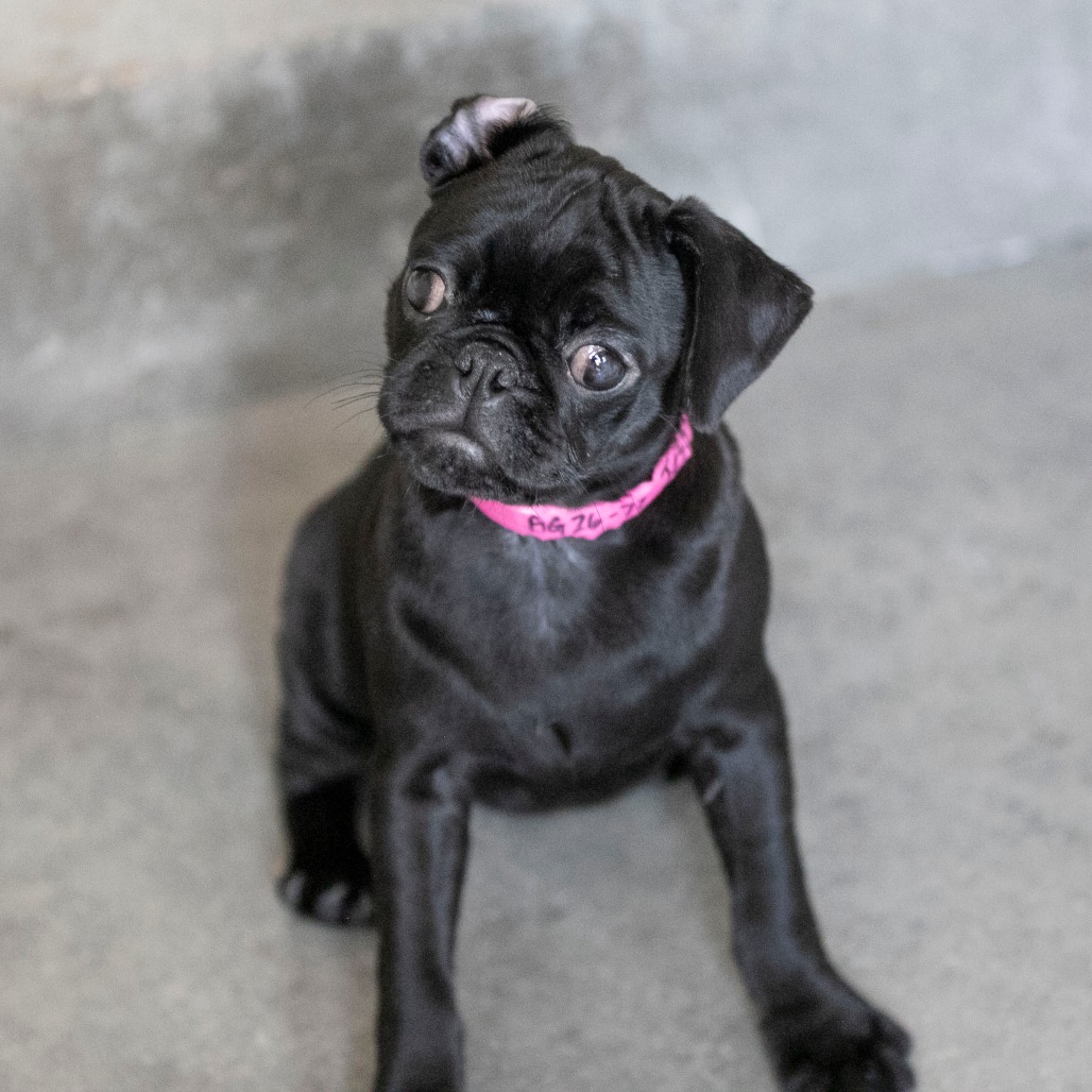 JESS (AG26-77) - Pug available for adoption
