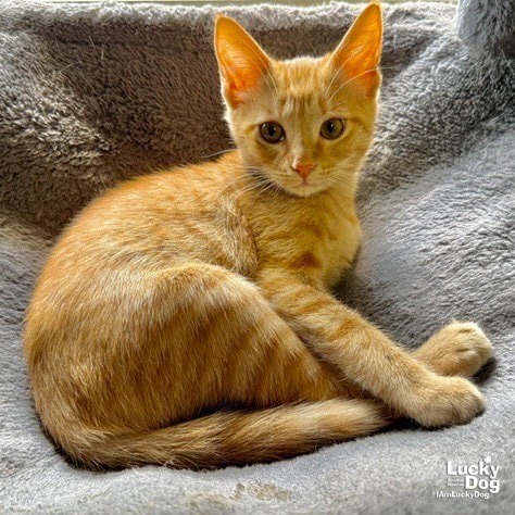 DIXIE - Domestic Shorthair available for adoption