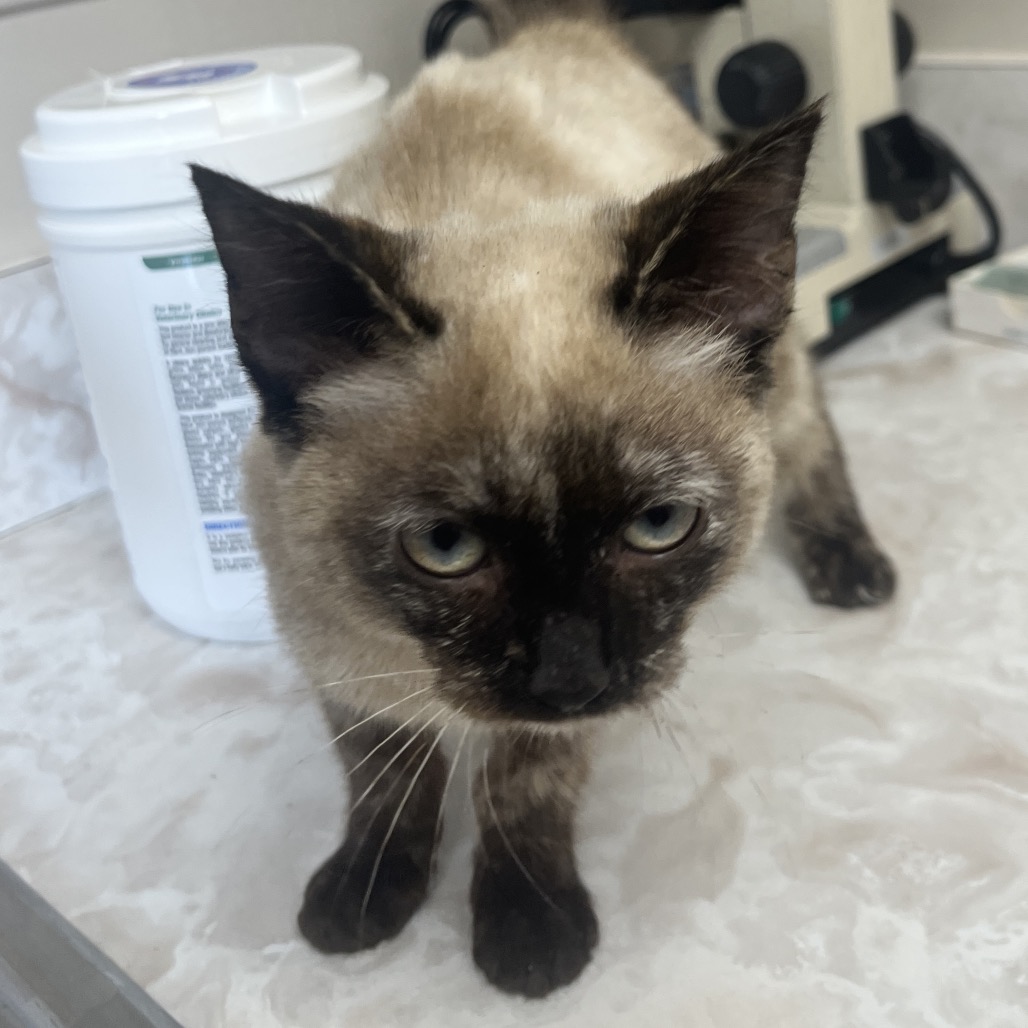 Tusc Stray 81906