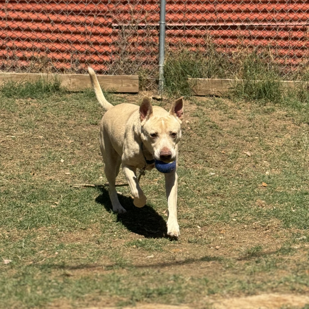 Kilo, additional photo