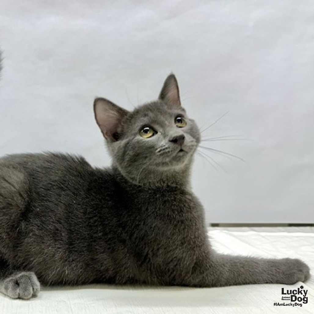JAYDEN - Domestic Shorthair available for adoption