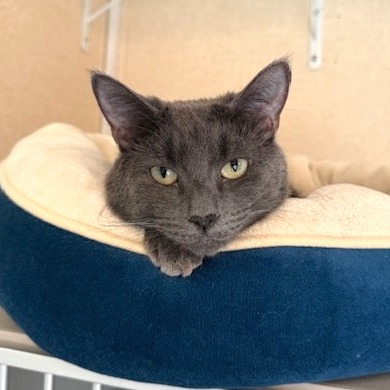 ODETTE - Domestic Shorthair available for adoption