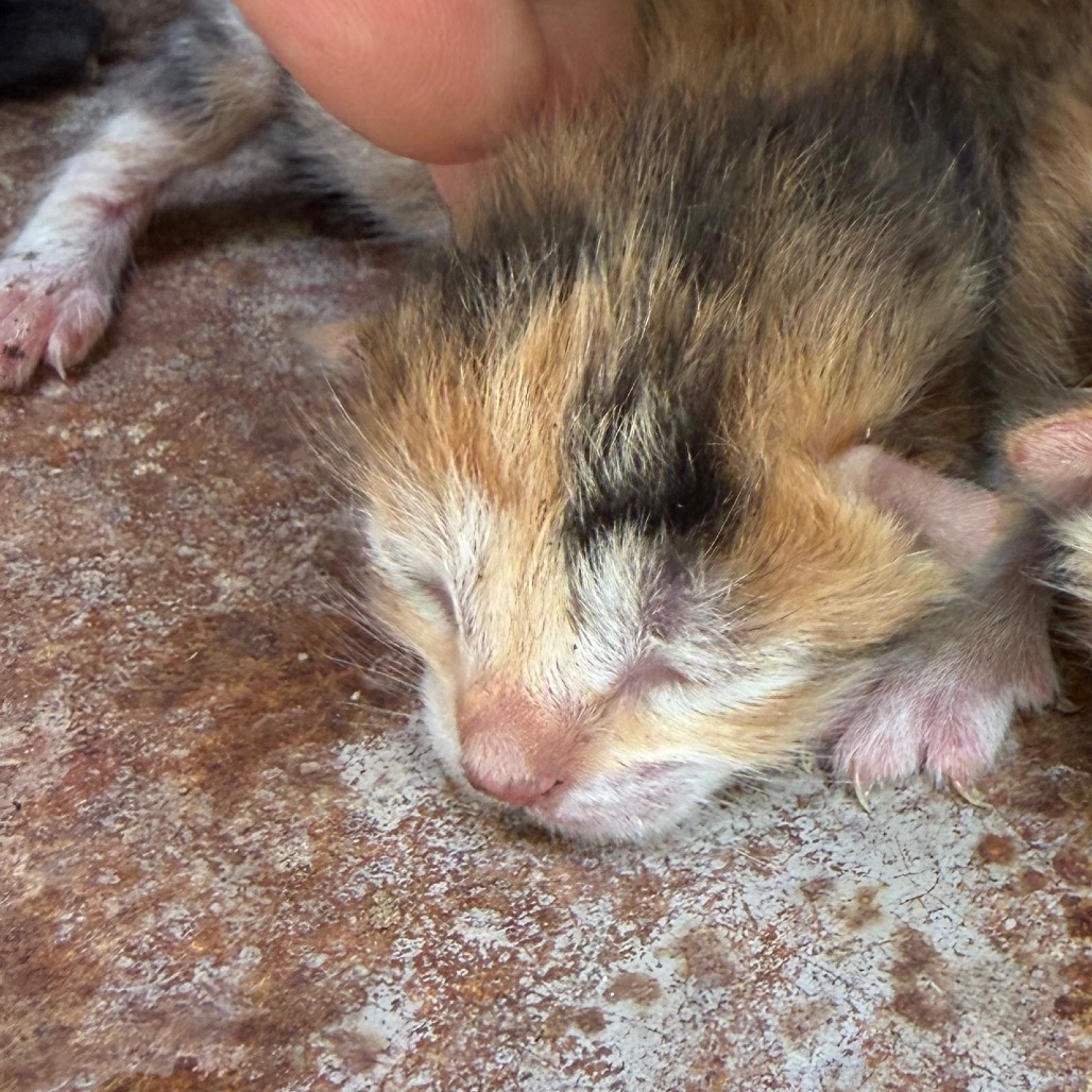 ROSA - Domestic Shorthair available for adoption
