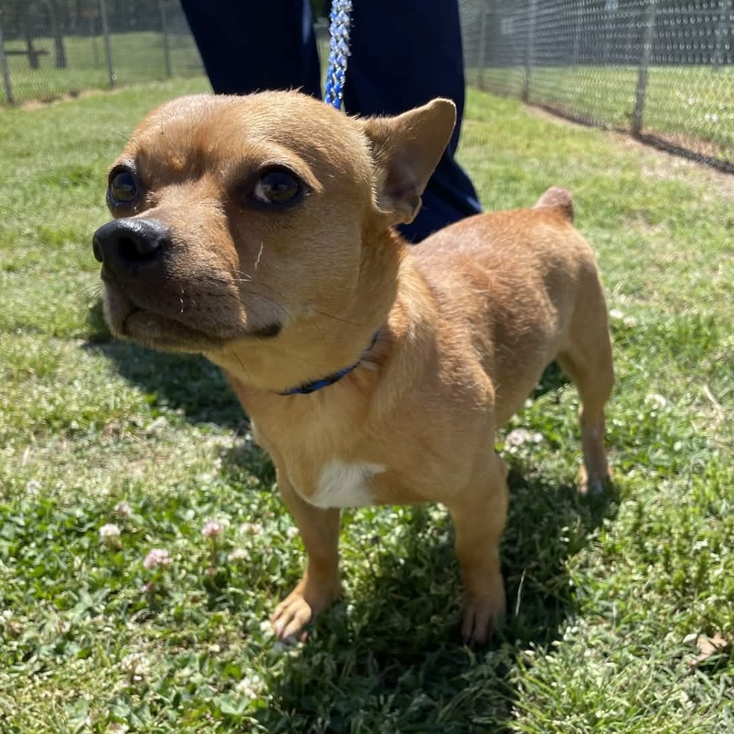Chico is available for adoption at Greenville County Animal Care