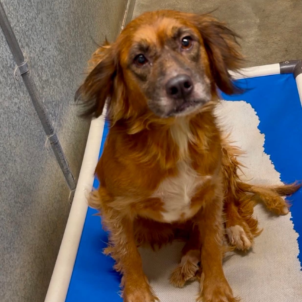 BROWNIE - Mixed Breed (Medium) available for adoption