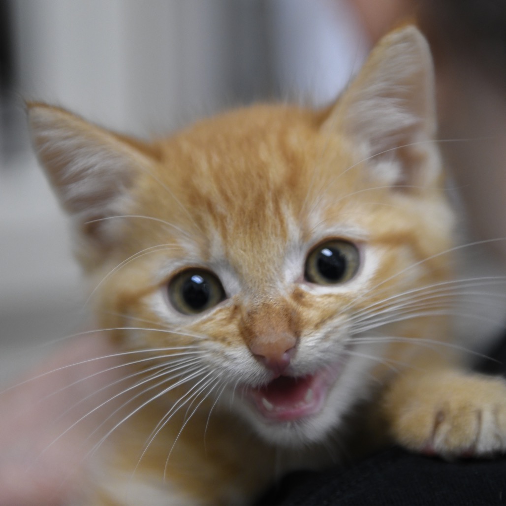 Lock - Domestic Shorthair