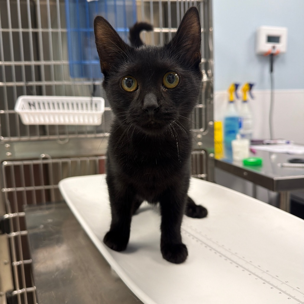 FLORA - Domestic Shorthair available for adoption