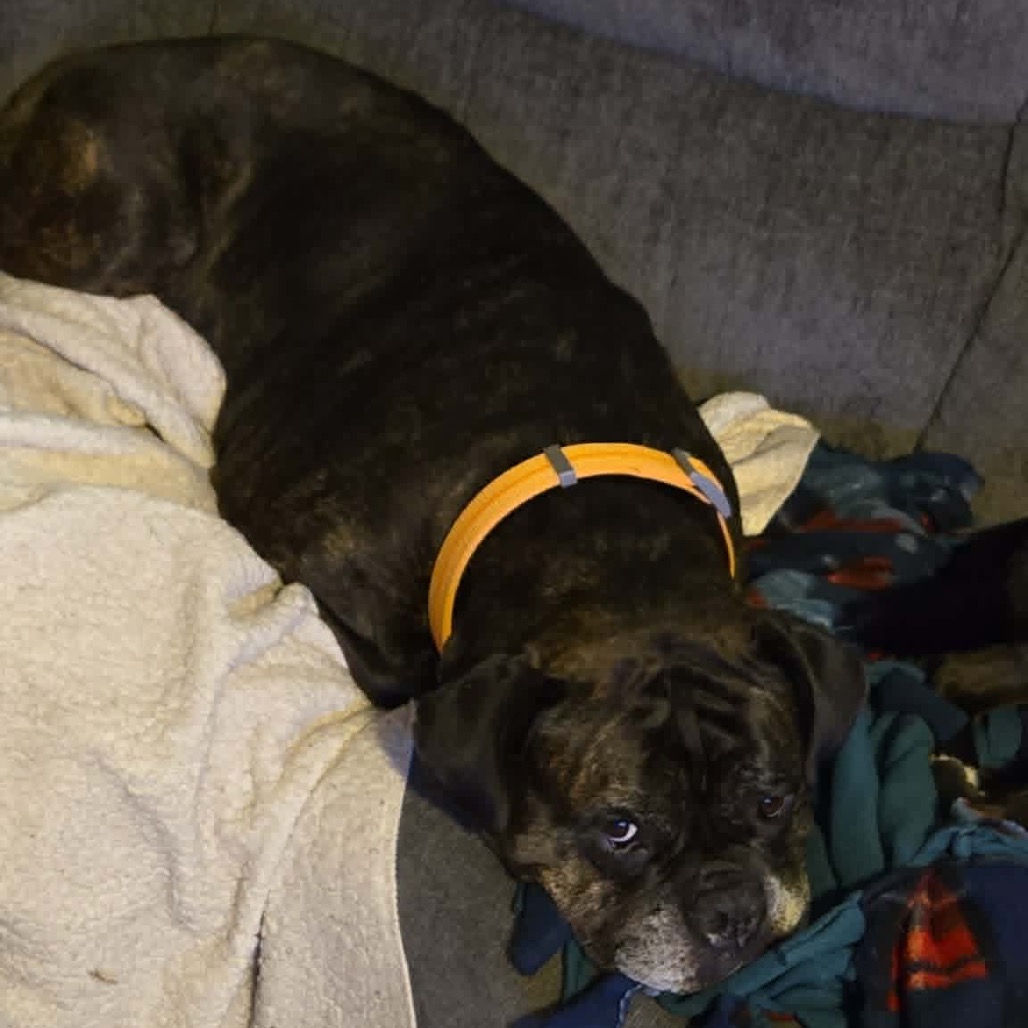 Pepper, photo 6