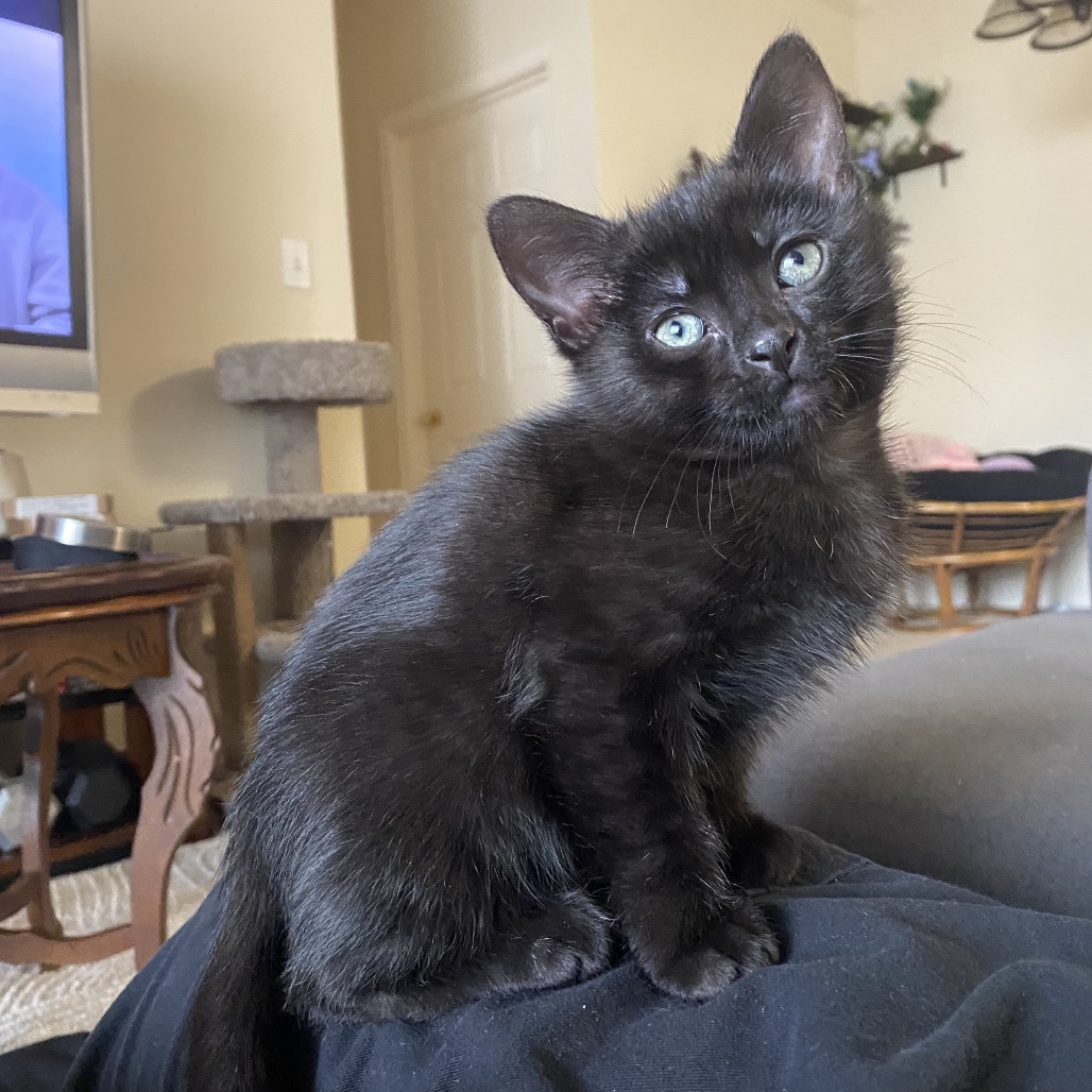Bandit  photo