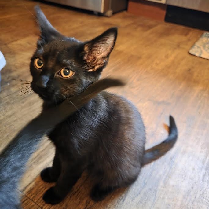 PENNY - Domestic Shorthair for adoption in Madison