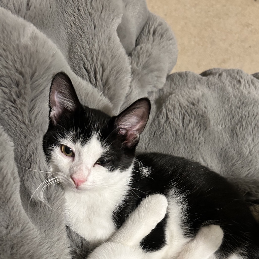 PEDRO - Domestic Shorthair available for adoption