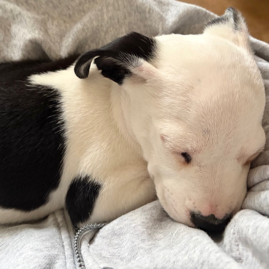 Charlie, photo 5