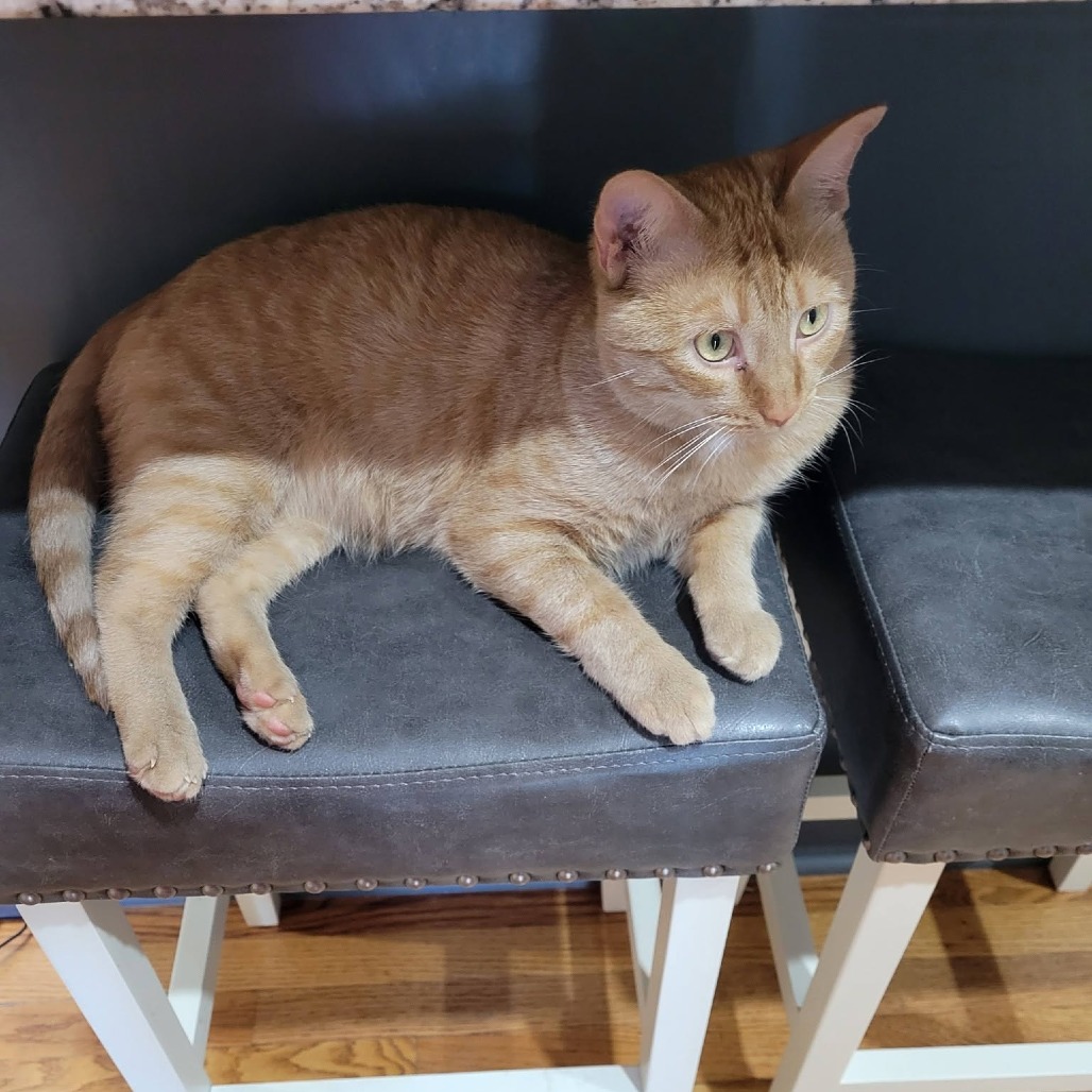 Jasper, photo 2