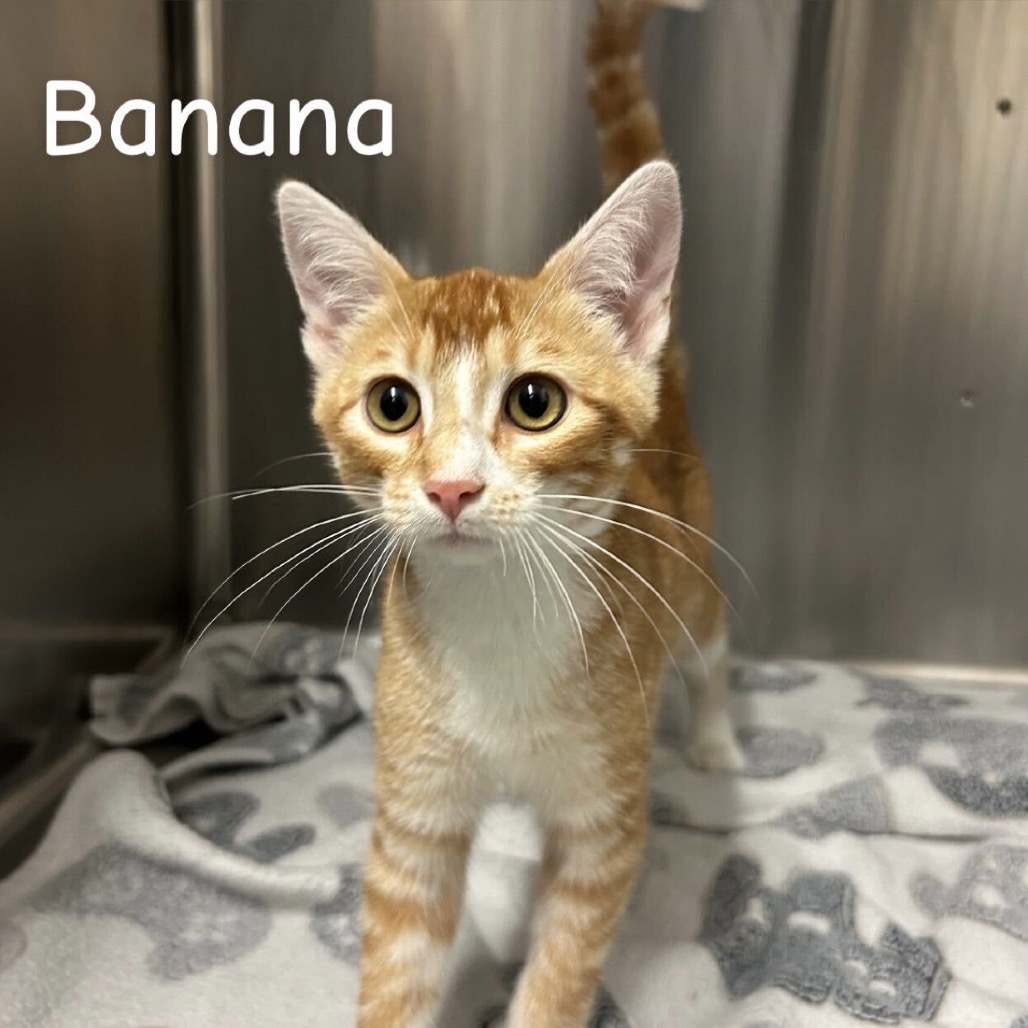 Banana