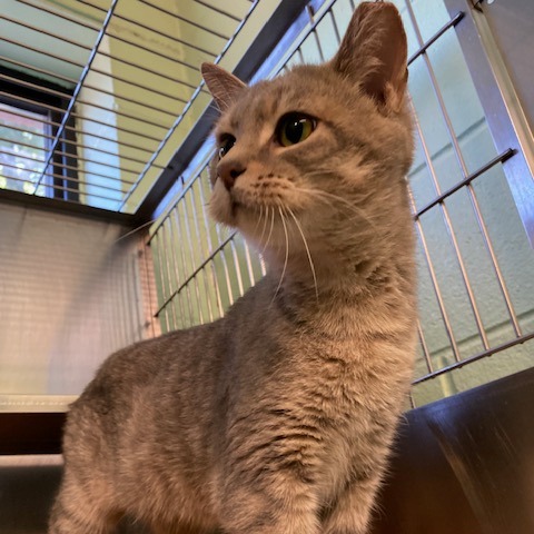 PARIS - Domestic Shorthair available for adoption