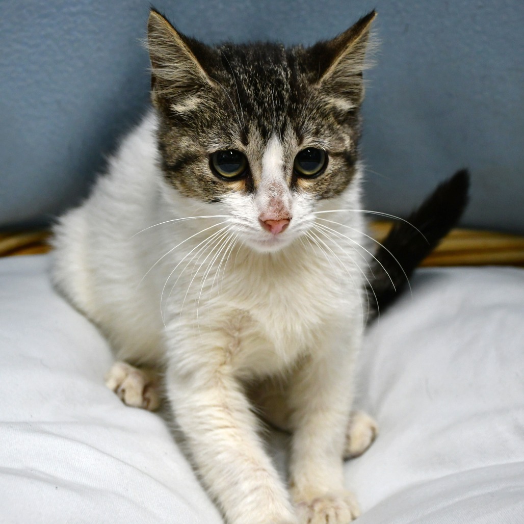 ELENA - Domestic Shorthair available for adoption