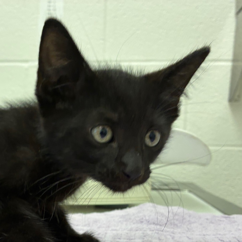 Salem