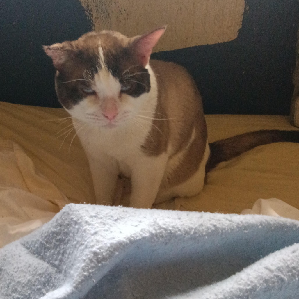 TINY - Domestic Shorthair available for adoption