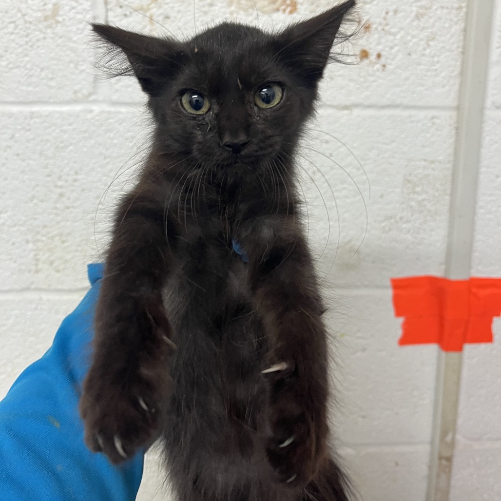 PVAS-STRAY-246239_2 - Domestic Medium Hair available for adoption