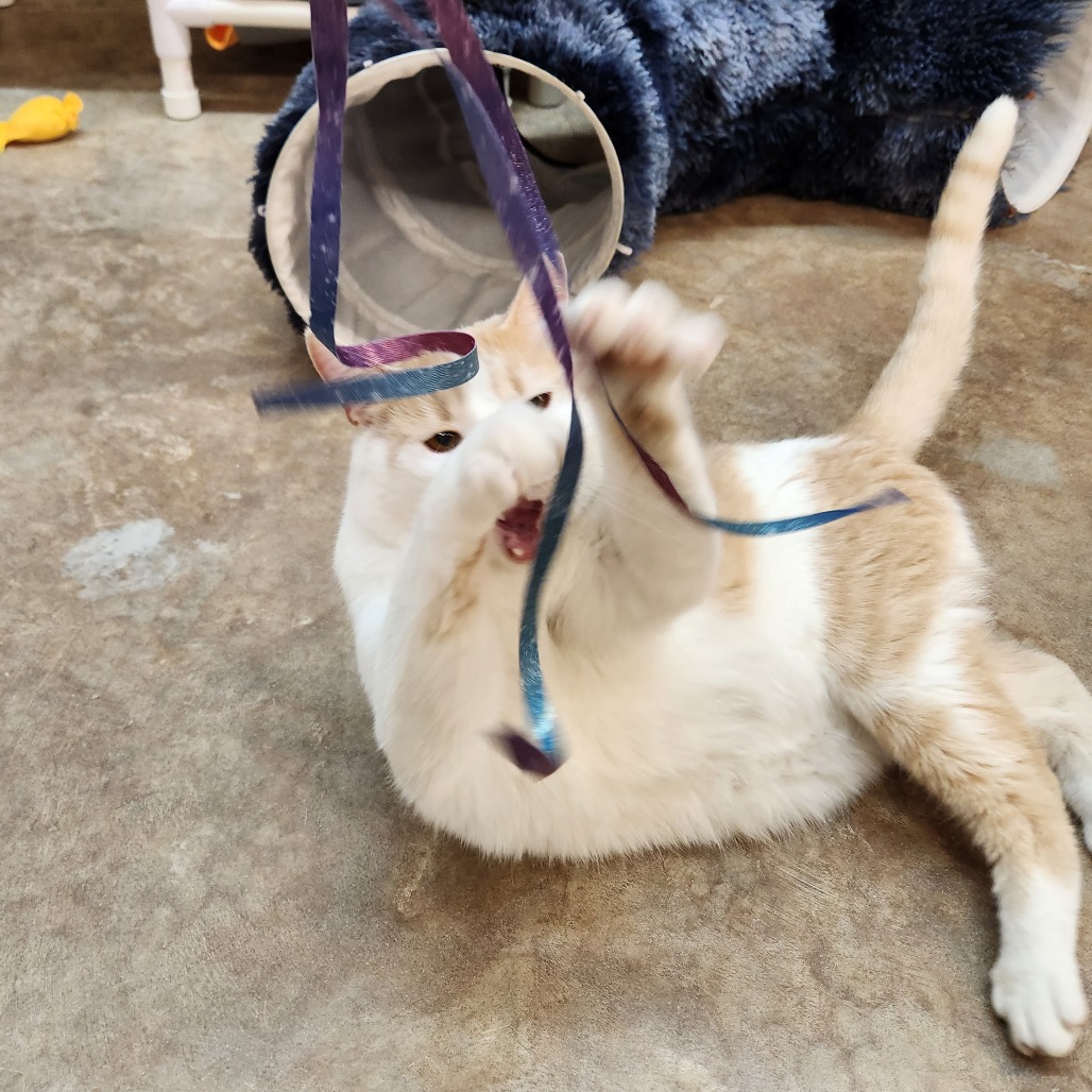 Bobcat — thumbnail 5