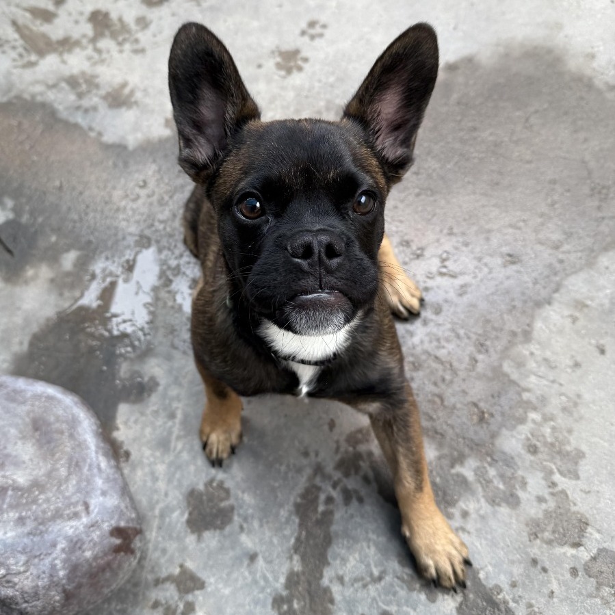 Cartwheel : Male 8 Bulldog, French/Shepherd, German