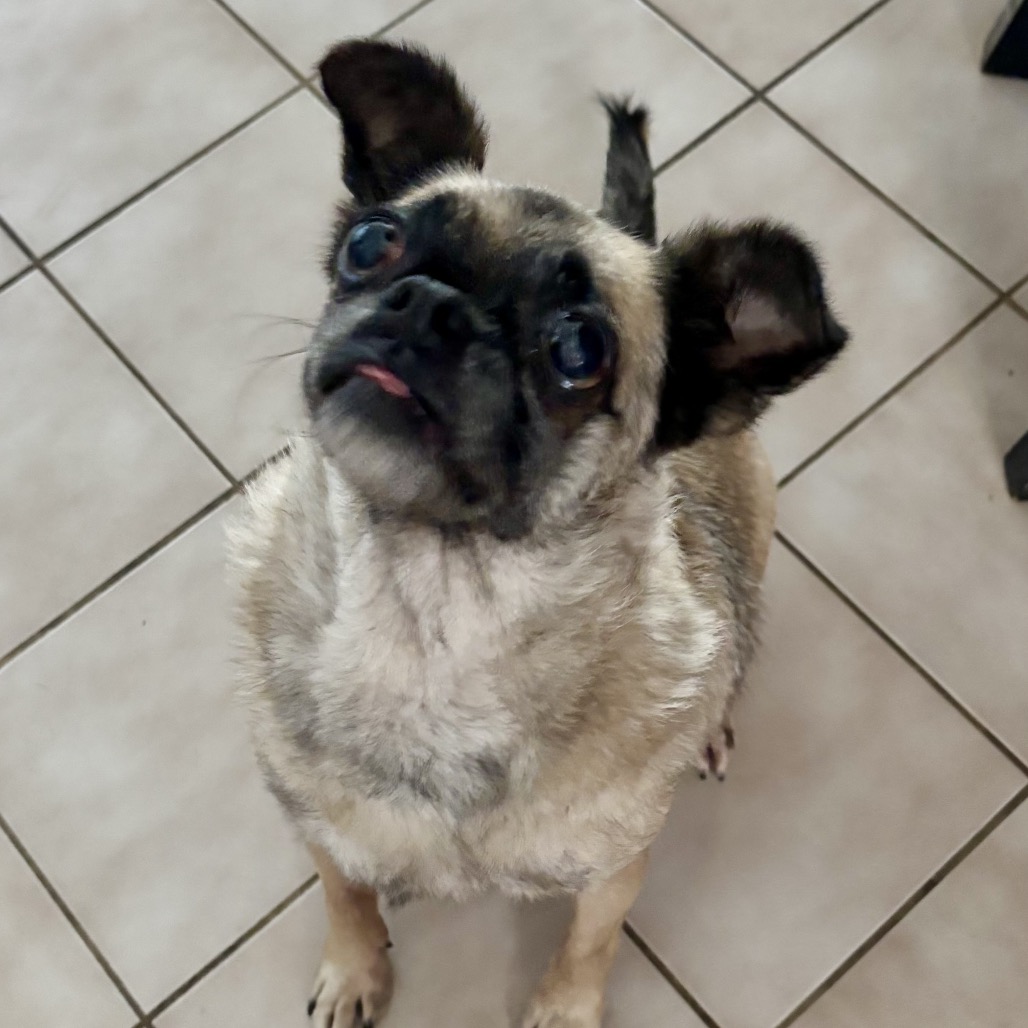 LADYBUG - Pug / Mixed Breed (Small) available for adoption