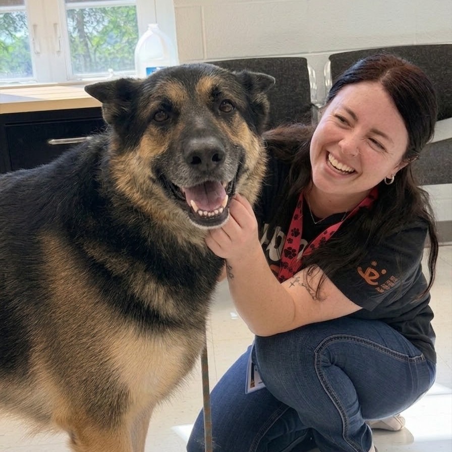 JIRAIYA - Shepherd / German available for adoption