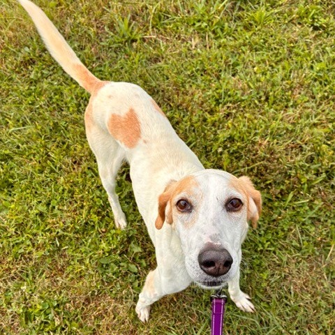 TINI (IN FOSTER) - Hound available for adoption
