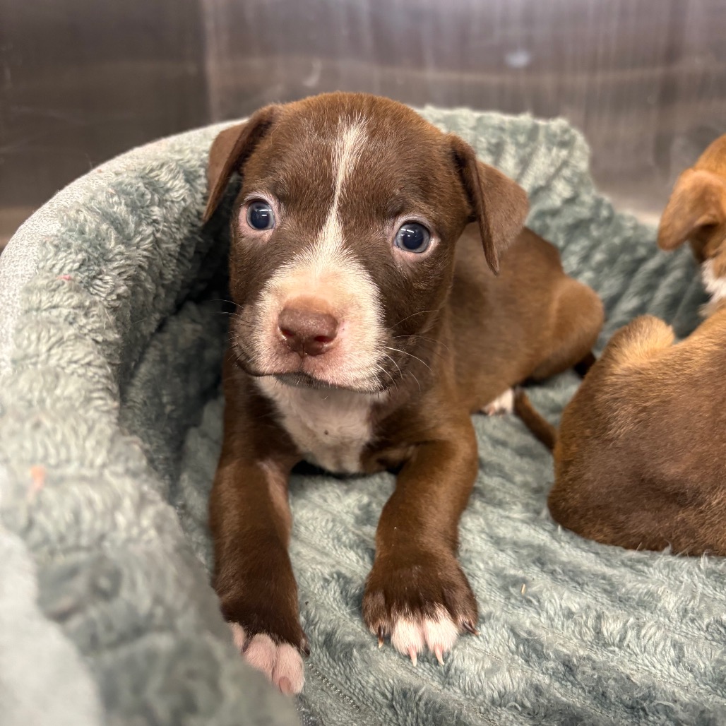GECKO - Retriever, Labrador / Terrier available for adoption