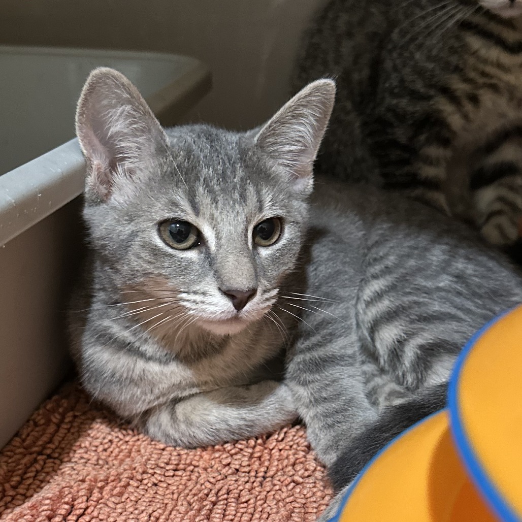 LEMON - Domestic Shorthair available for adoption