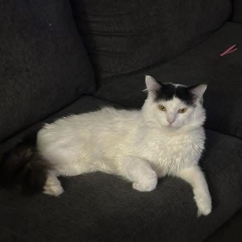 MEOW - Domestic Medium Hair available for adoption