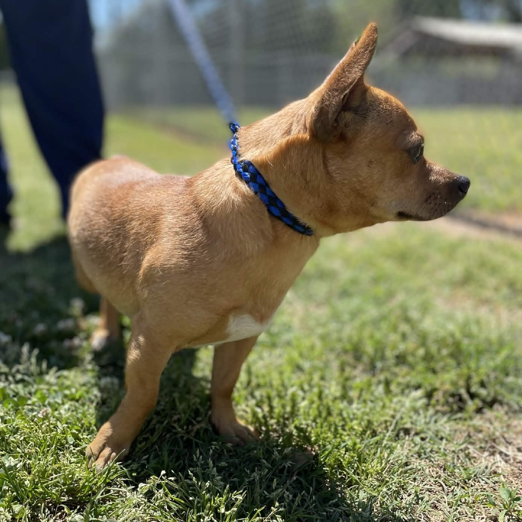 Chico is available for adoption at Greenville County Animal Care