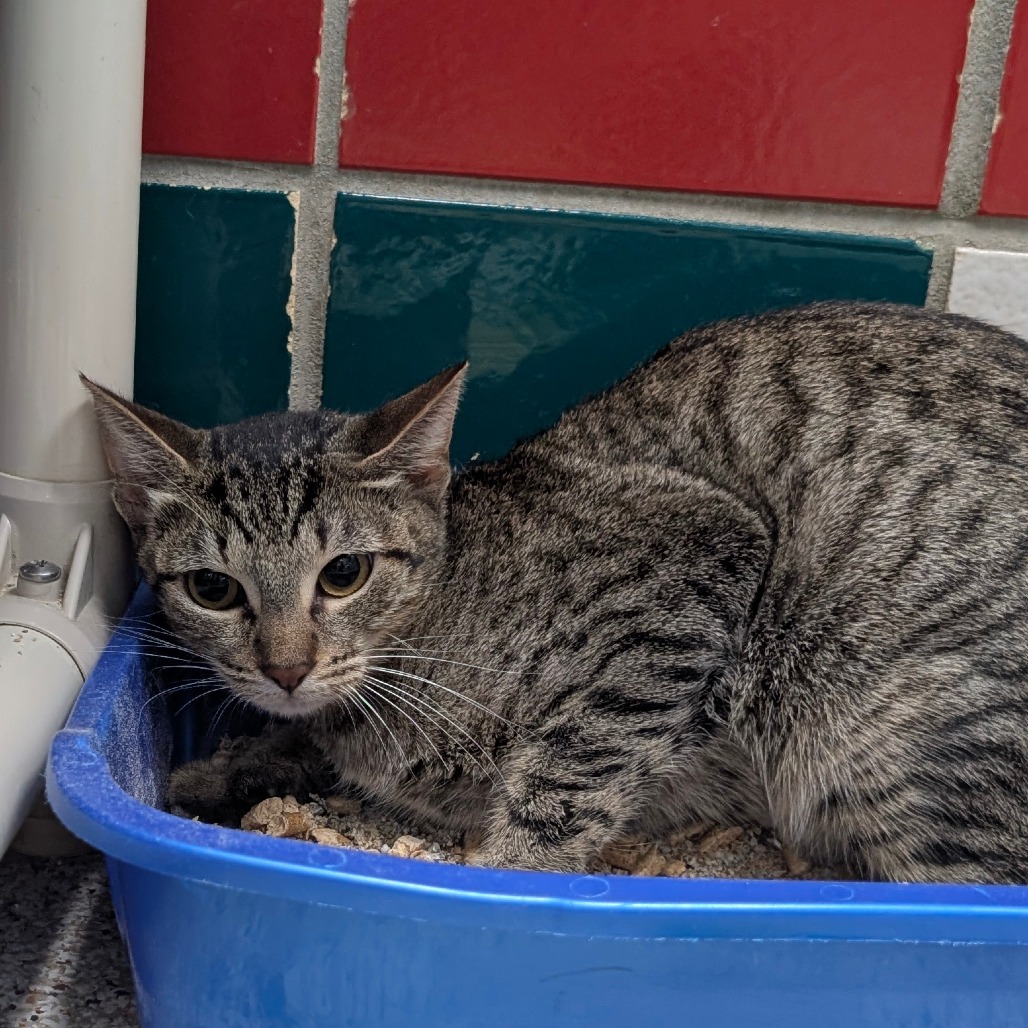 LILY(GINGER) - Domestic Shorthair / Mix available for adoption