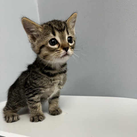 Grey — thumbnail 2