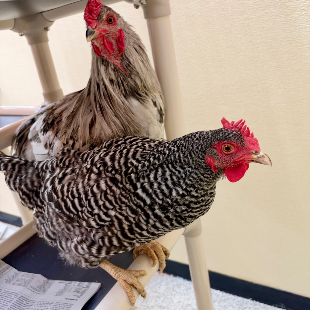 MILO-Stray-chicken2