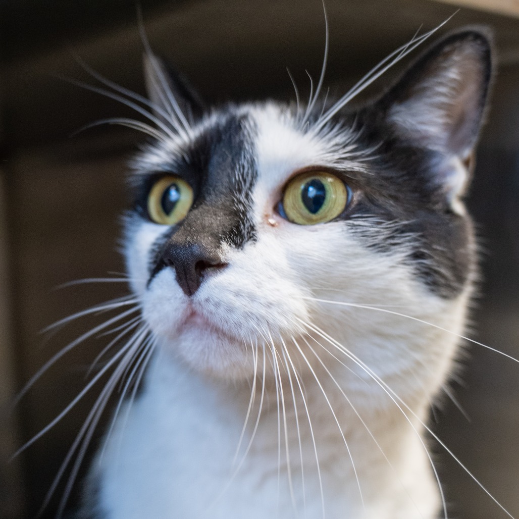 CURRY - Domestic Shorthair available for adoption